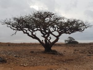 Boswellia Sacra aus Oman Baum