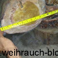 Sandelholz-Kernholz_Heartwood_Santalog